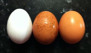 Los huevos contienen altos niveles de proteínas y muchas vitaminas